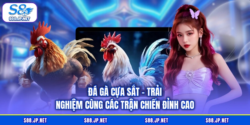 Đá Gà Cựa Sắt - Trải Nghiệm Cùng Các Trận Chiến Đỉnh Cao